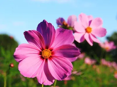 格桑花怎么种植「格桑花怎么种植和养护」_1