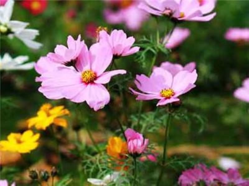 格桑花种子什么时候播种最好「格桑花什么时候播种」