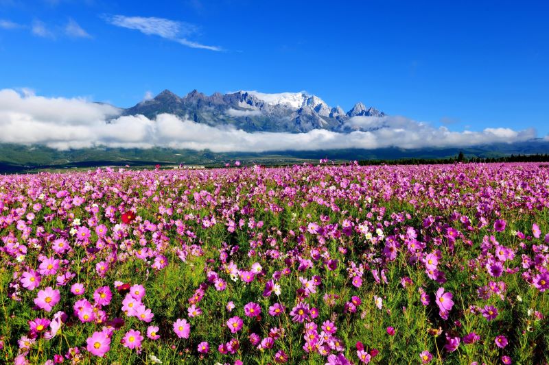 格桑花种子种植方法「格桑花种子种植方法步骤」