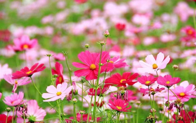 格桑花种植步骤是什么「格桑花种植方法」