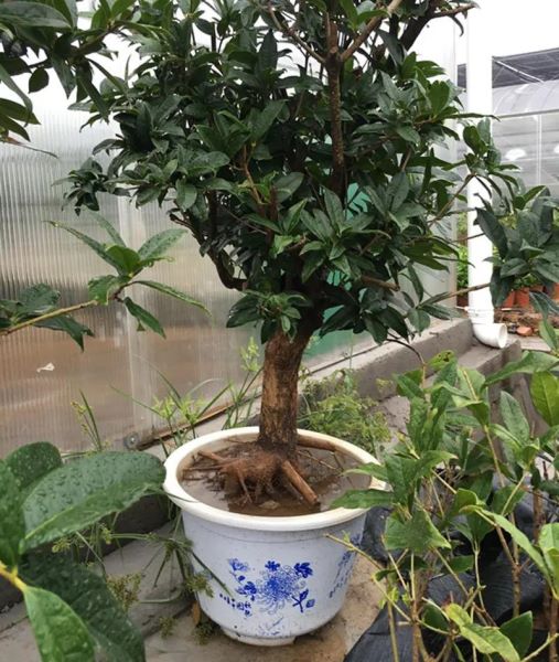 桂花为什么阳台养不活「为什么家里不能养桂花」