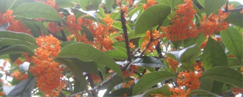 桂花什么时候嫁接最好「桂花什么时候嫁接最好视频」
