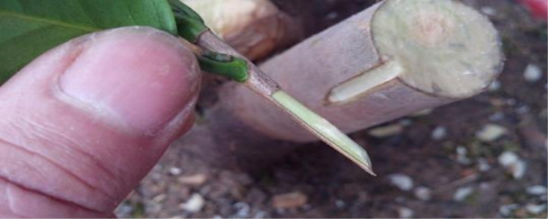 桂花什么时候嫁接最好「桂花什么时候嫁接最好视频」