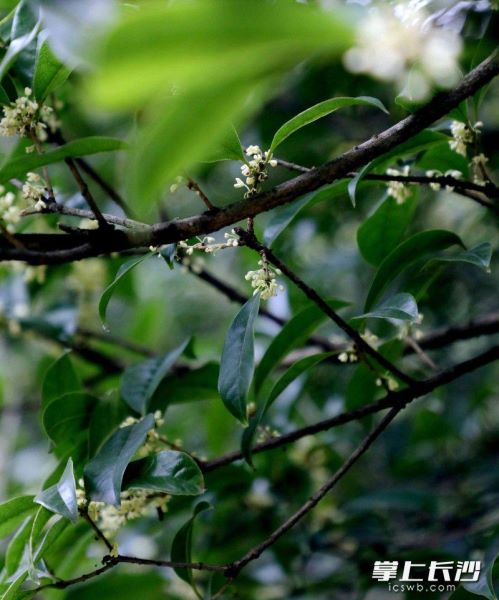 桂花什么时候开放「桂花什么时候开放什么季节」