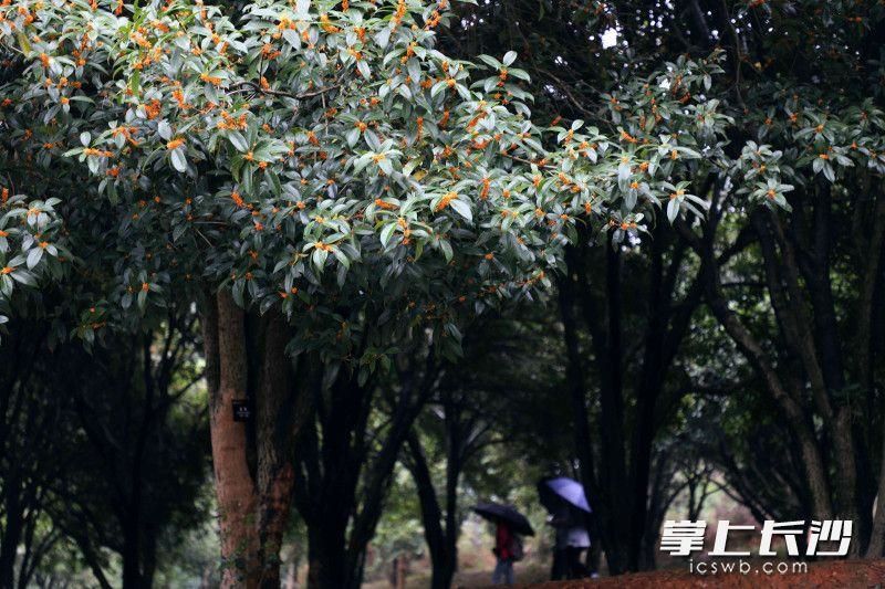 桂花什么时候开放「桂花什么时候开放什么季节」
