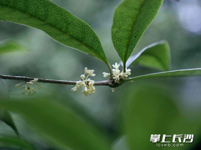 桂花什么时候开放「桂花什么时候开放什么季节」