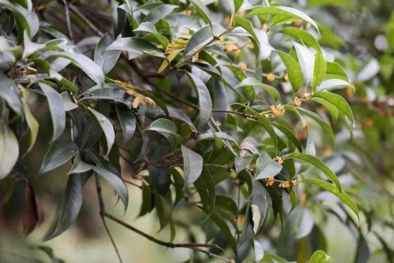 桂花什么时候开花「桂花什么时候开花季节」