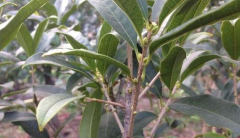 桂花什么时候开花「桂花什么时候开花季节」