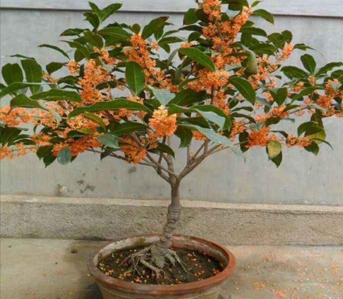 桂花什么时候开花「桂花什么时候开花季节」