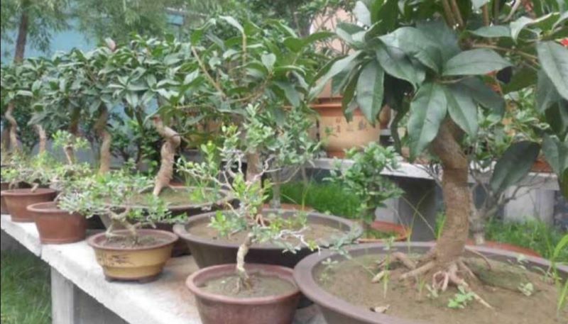 桂花什么时候开花「桂花什么时候开花季节」