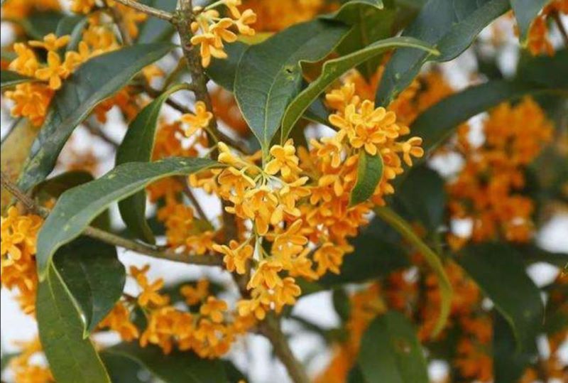 桂花什么时候开花「桂花什么时候开花季节」
