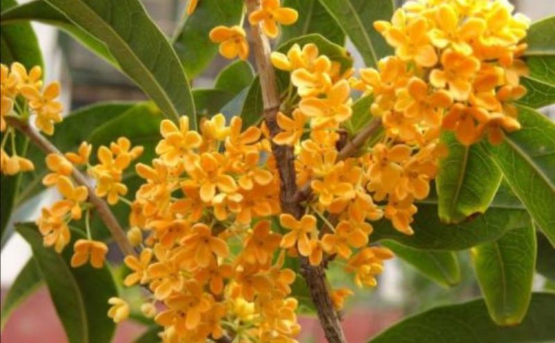 桂花什么时候开花「桂花什么时候开花季节」