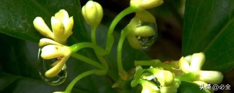桂花分为几个品种「桂花分为几个品种图片」