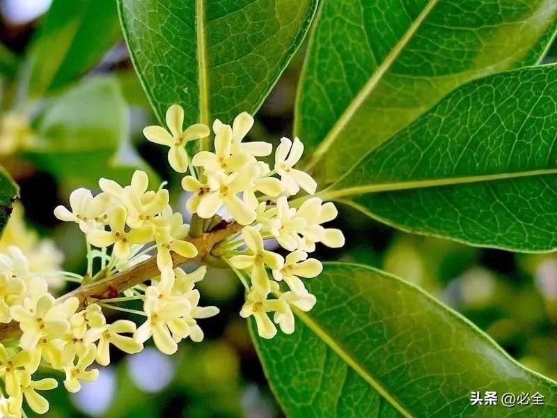 桂花分为几个品种「桂花分为几个品种图片」