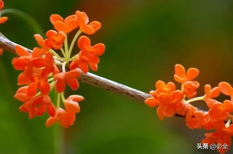 桂花分为几个品种「桂花分为几个品种图片」