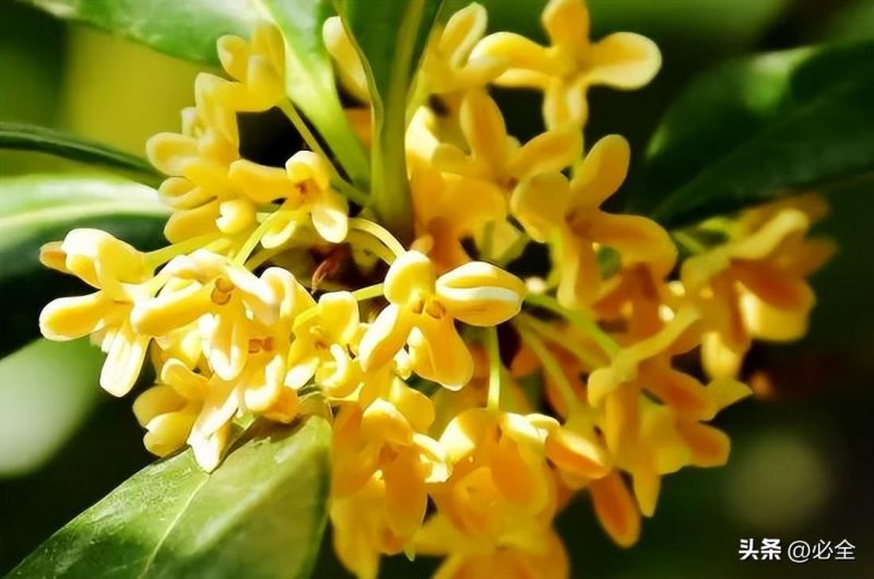 桂花分为几个品种「桂花分为几个品种图片」