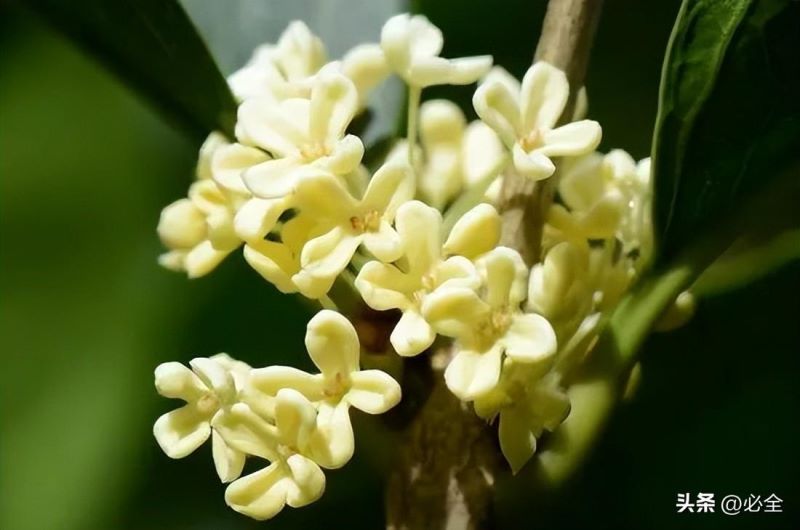 桂花分为几个品种「桂花分为几个品种图片」