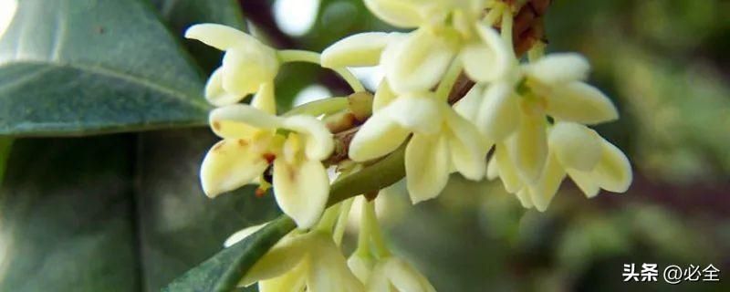 桂花分为几个品种「桂花分为几个品种图片」