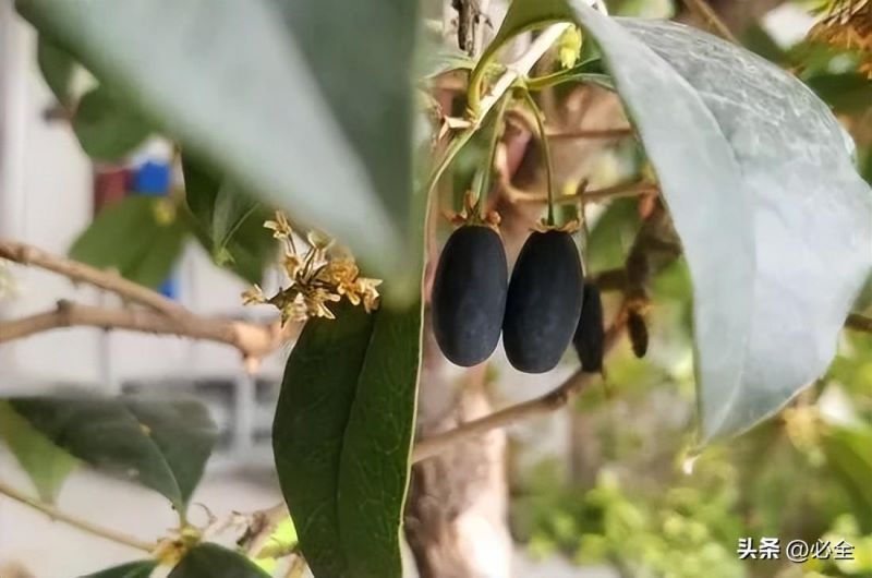 桂花分为几个品种「桂花分为几个品种图片」