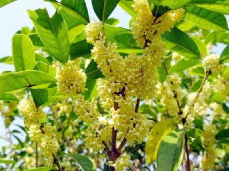 桂花嫁接几月份最好「桂花嫁接几月份最好活」