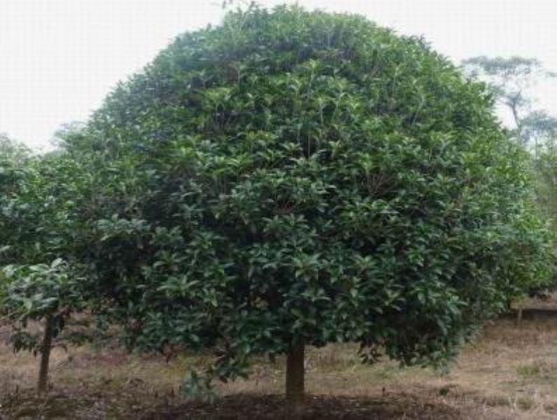 桂花嫁接几月份最好「桂花嫁接几月份最好活」