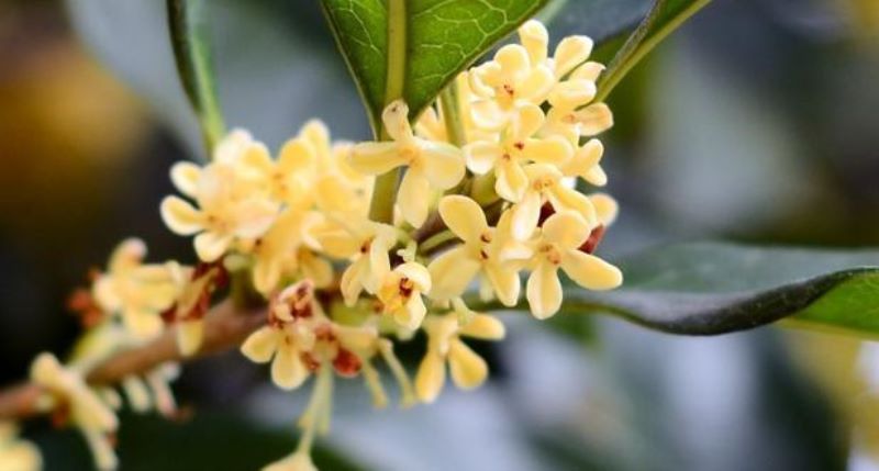 桂花开放在什么季节「桂花开放在什么季节最好」
