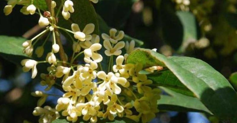 桂花开放在什么季节「桂花开放在什么季节最好」