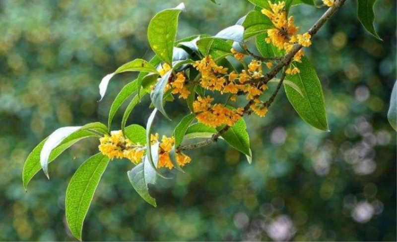 桂花开放在什么季节「桂花开放在什么季节最好」