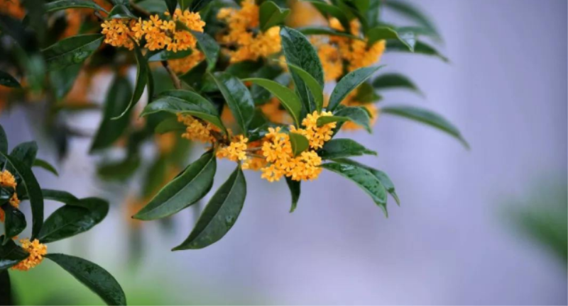 桂花开放在什么季节「桂花开放在什么季节最好」