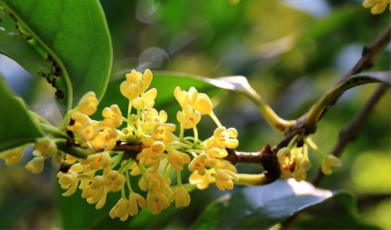 桂花开放在什么季节「桂花开放在什么季节最好」