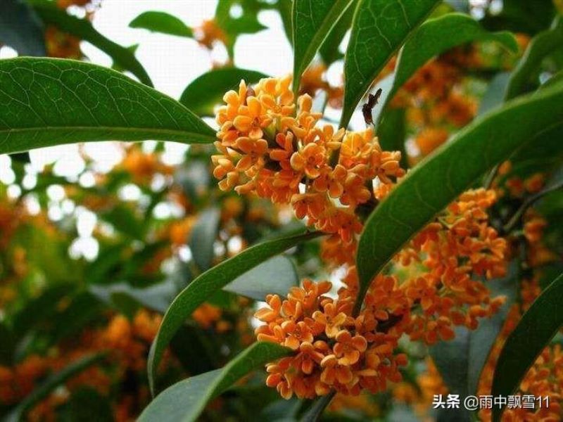 桂花怎么养才能更旺盛「桂花怎么养才能更旺盛开花」_2