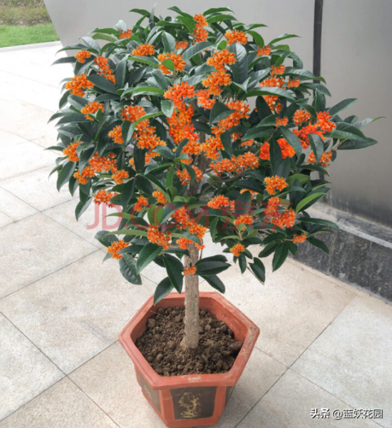 桂花怎么养才能更旺盛「桂花怎么养才能更旺盛开花」