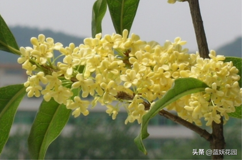 桂花怎么养才能更旺盛「桂花怎么养才能更旺盛开花」