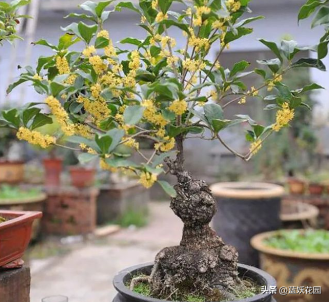 桂花怎么养才能更旺盛「桂花怎么养才能更旺盛开花」