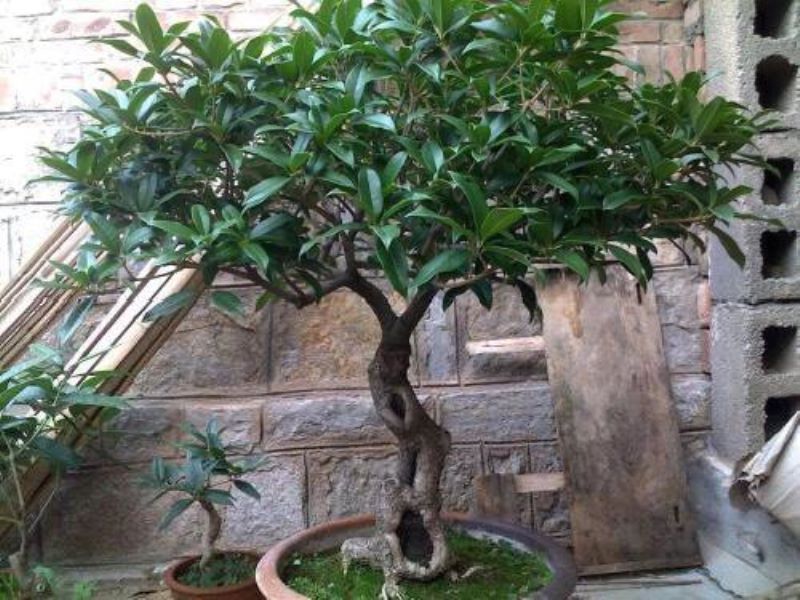 桂花怎么种植「桂花怎么种植方法和注意事项」
