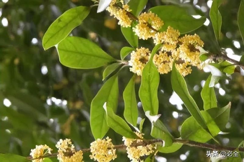 桂花有几个品种「四季桂花有几个品种」