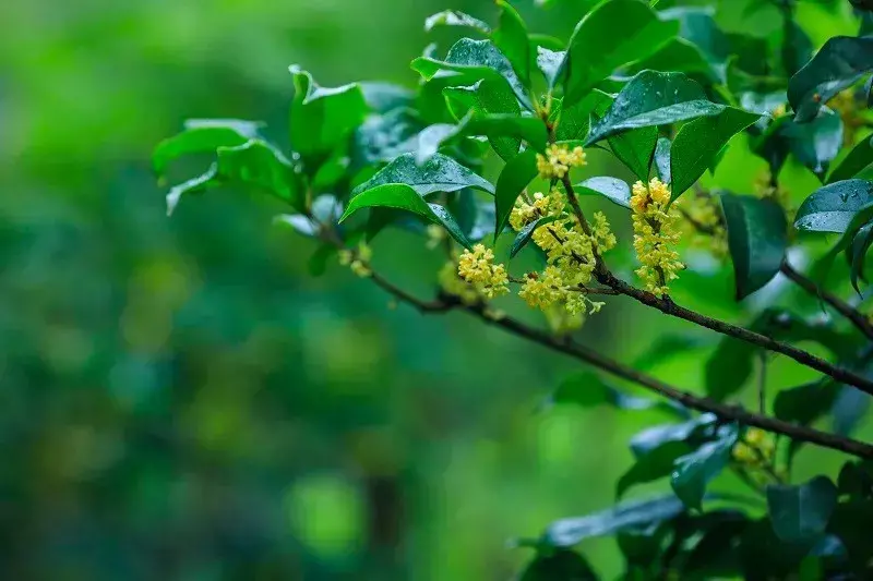 桂花有哪些品种「桂花有哪些品种类型」