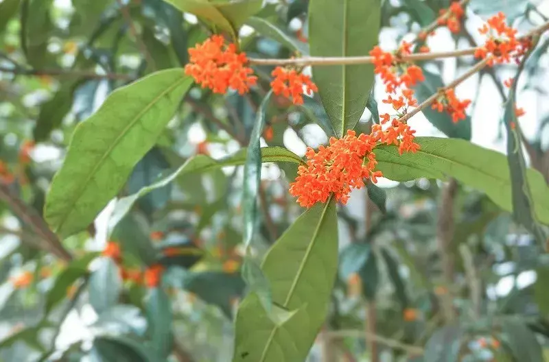 桂花有哪些品种「桂花有哪些品种类型」