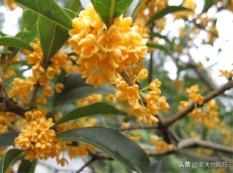 桂花有多少个品种分别是什么「桂花有多少个品种分别是什么名称」