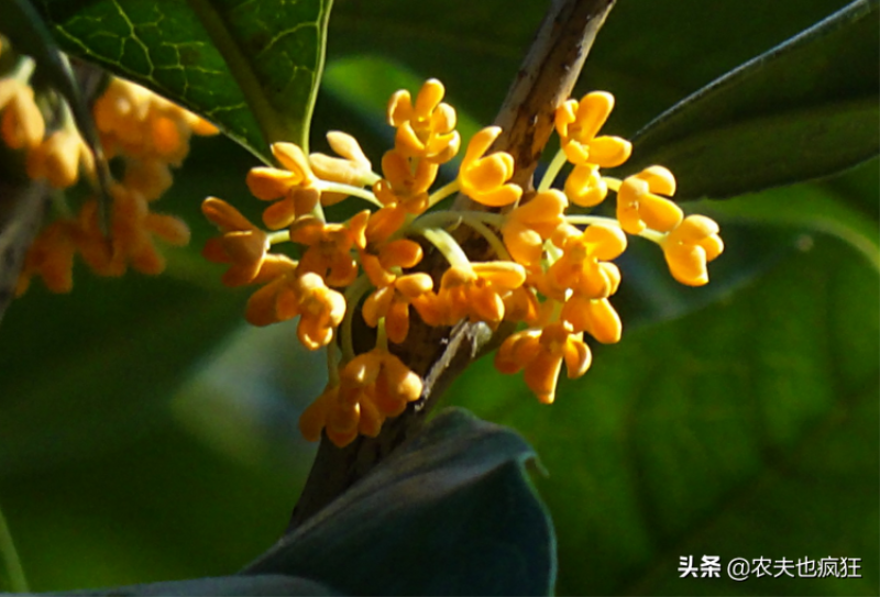 桂花有多少个品种分别是什么「桂花有多少个品种分别是什么名称」