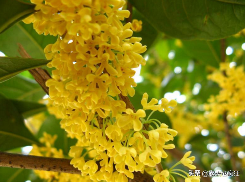 桂花树品种有哪些「桂花树的品种有哪些品种」