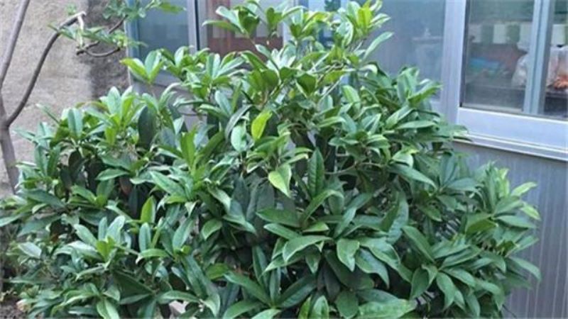 桂花树如何养护「桂花树如何养护-」_2