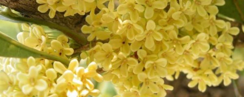桂花树怎么养殖「桂花树怎么养殖方法」_2
