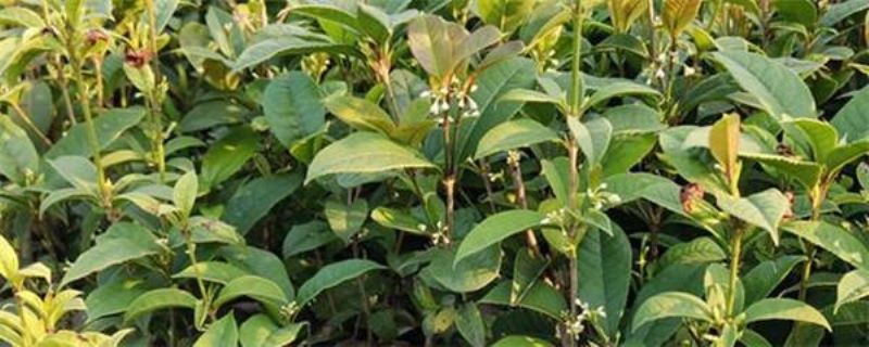 桂花树怎么育苗「桂花树怎么育苗成活率最好」