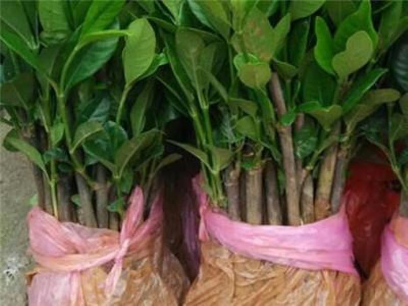 桂花树怎么育苗「桂花树怎么育苗成活率最好」