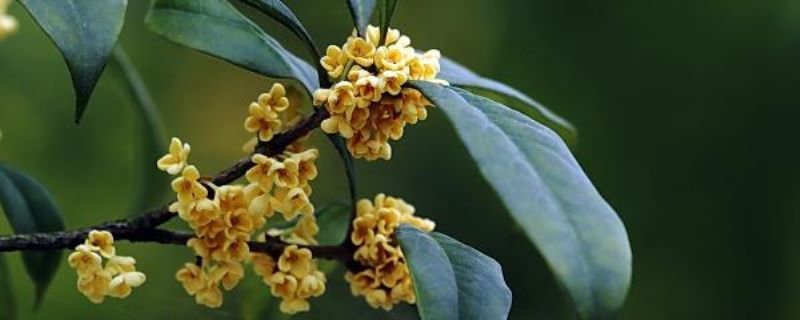 桂花树的栽培技术要点有哪些「桂花树的栽培技术要点有哪些呢」