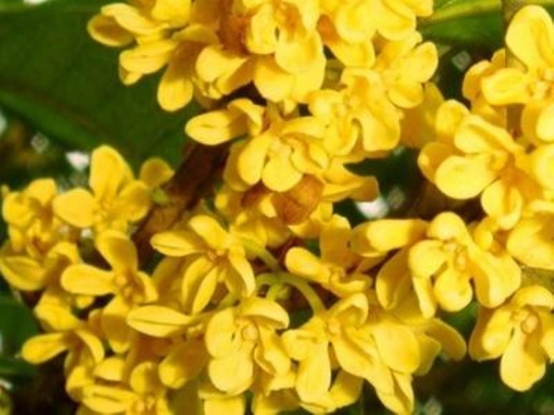 桂花树的栽培技术要点有哪些「桂花树的栽培技术要点有哪些呢」