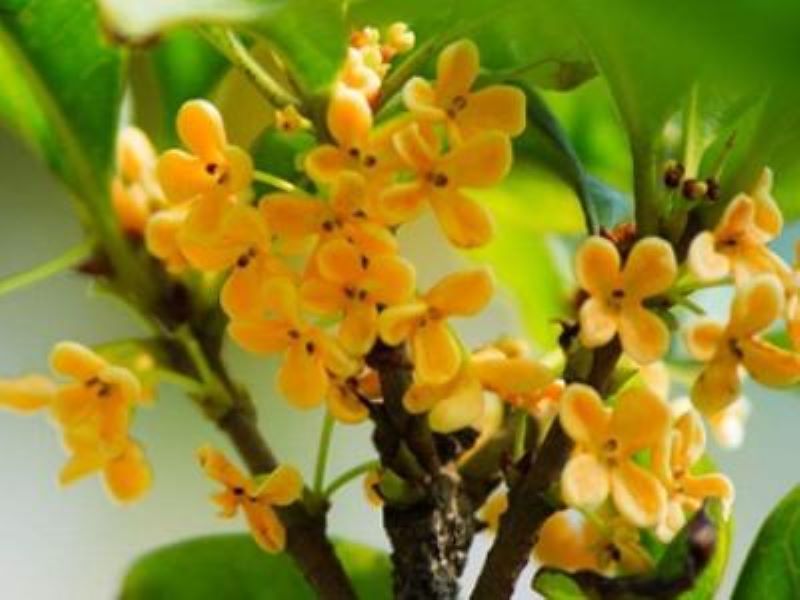 桂花树的栽培技术要点有哪些「桂花树的栽培技术要点有哪些呢」