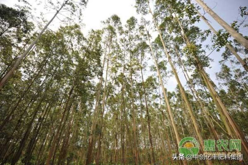 桉树种植与管理方法是什么「桉树种植与管理方法是什么呢」