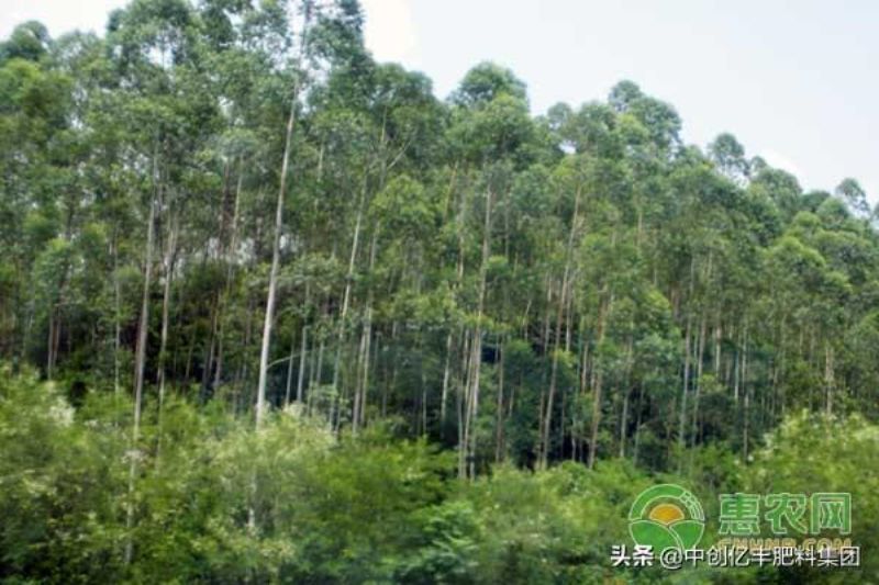桉树种植与管理方法是什么「桉树种植与管理方法是什么呢」